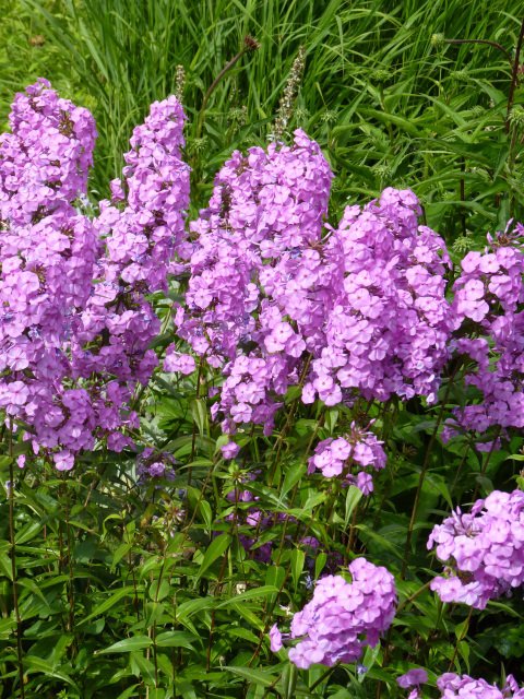 Phlox maculata 'Alpha' fleur